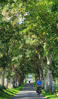 Allee mit Radfahrern